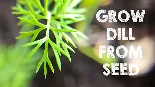 How to Grow Dill Indoors from Seed