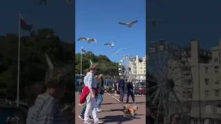 Why lot’s of seagulls have attacked the person in Llandudno beach🥹#shorts