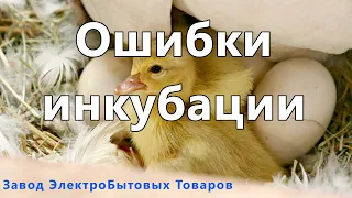 ОШИБКИ ИНКУБАЦИИ. Как правильно инкубировать гусиные яйца.