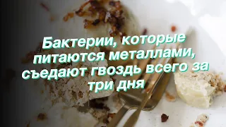 Бактерии, которые питаются металлами, съедают гвоздь всего за три дня