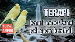 TERAPI BURUNG KENARI MACET BUNYI,paling Ampuh dengan gemericik air cuit cuit jadi gacor kembali