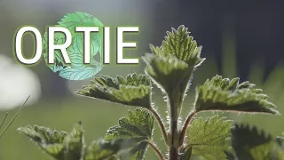 le Festin Vert - épisode 1 : Ortie