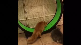 Maine Coons and the fast cat exercise wheel