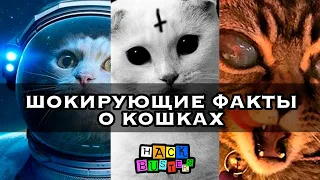 НЕИЗВЕСТНЫЕ ФАКТЫ О КОШКАХ - ТОП 10