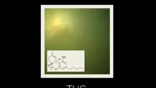 Magna Carta Cartel - THC