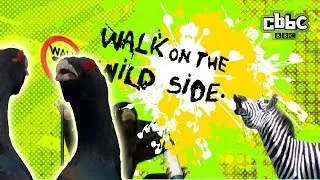 CBBC: Walk on The Wild Side - The Mirror Bird