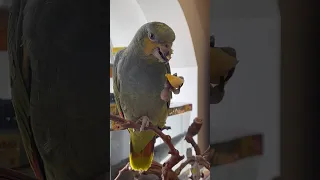 Попугай Амазон Венесуэльский в супермаркете «Аква Лого Сокол» #попугай