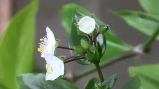 Tradescantia won't offend you!