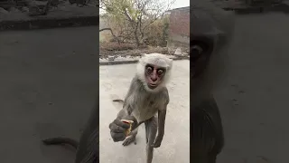 monkeys🐒#trending #viral #shorts #monkey #bandar #motivation