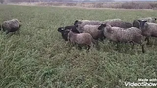 Овцы на люцерне