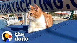 Kitten Shows Up On Couple's Boat And Stays Forever | The Dodo