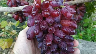 Маникюр Фингер один из лучших поздних сортов винограда