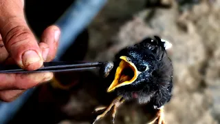 wild baby bird rescue, hand feeding and raising