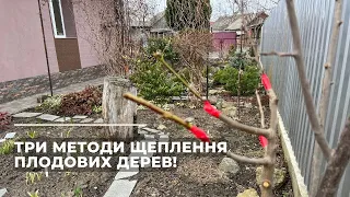 Три методи ЩЕПЛЕННЯ ПЛОДОВИХ ДЕРЕВ