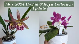 May 2024 Orchid & Hoya Collection Bloom Update | Preparing for my Trip