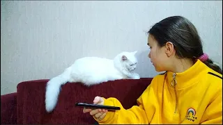 Разговариваю с котом через кошачий переводчик 😺👩