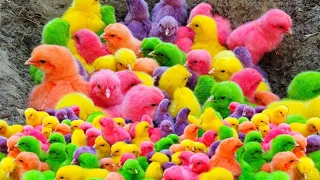 Tangkap Ayam Lucu, Ayam Warna Warni, Ayam Rainbow Gokil, Kelinci, Kucing Lucu, Bebek, Hewan Lucu #02