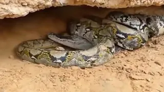 #anaconda #wildlifeattack Greatest anacondas attack! Anaconda vs Tiger, Crocodile And Other Animals