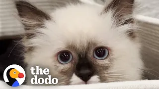 Everything This Girl Thought She Knew About Cats Was Wrong | The Dodo