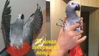 Timosha is a talking parrot, a breed of Jaco. Compilation video #4