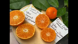 Первые плоды редких сортов мандарины и  шоколадный апельсин