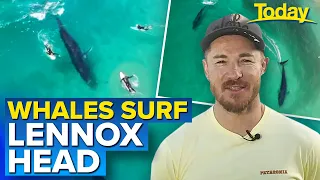 Incredible moment pair of whales bomb Lennox Head surf | Today Show Australia