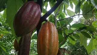 PAANO MAG SEEDLINGS NG CACAO SA MADALING PARAAN/ Harvesting Our Cacao Fruit / Cacao Farm Tips