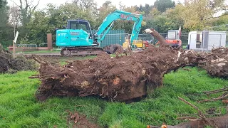 How to Remove Tree Stumps with a Digger Excavator