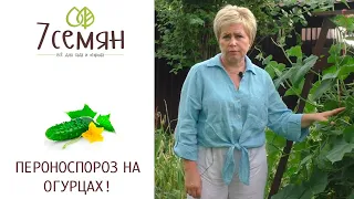 НЕ ПРОПУСТИТЕ ЭТУ БОЛЕЗНЬ НА СВОИХ ОГУРЦАХ!!