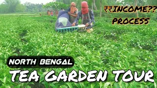 LET'S TALK ABOUT TEA GARDEN ।। ₹INCOME।। PROCESS ।। MEDICATION