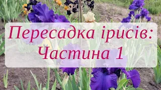 Пересадка ірисів після цвітіння: Частина 1 (викопування, поділ куща)