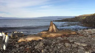 Southern elephant seals and King penguins: Marion Island