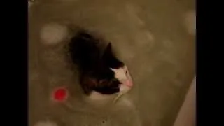 Кузя плавает в ванной) (сute swimming cat)