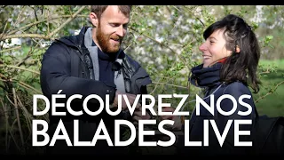 Les balades LIVES : une cueillette sauvage accessible