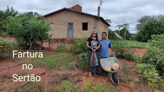 VAMOS CONHECER GENILDO E NININHA MOSTRANDO A FARTURA NO SEU ROÇADO E VIDA NOVA NO SERTÃO NORDESTINO.