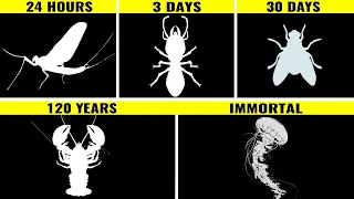 Animals With The Longest Lifespan