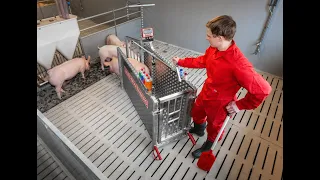 Single pig scale