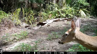 Mark's Cams. Browning Recon Force Extreme Trail Camera Video. Fakahatchee, June 7 to June 23, 2019.