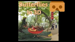 VR180 3D Owl Butterflies Feeding