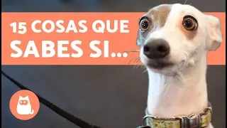 15 cosas que debes saber sobre los perros