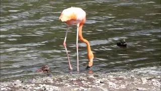 Dance of the Flamingo