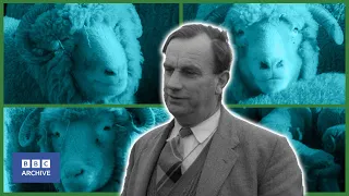 1963: Expert SHEEP RECOGNISER | Tonight | Weird and Wonderful | BBC Archive