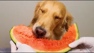 My Dog Watermelon MUKBANG ASMR / EATING SOUND