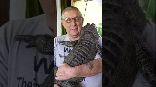 This alligator just wants a hug #shorts