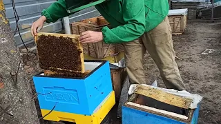 Пчеловодство для начинающих как пересадить пчелиную семью в новый улей. Пересадка пчел в новый улей