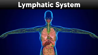 Lymphatic system Explained with 3d Animation
