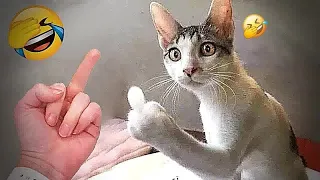 You Laugh You Lose 😁 Funniest Animals 2024 😺🐶 New Funny Cats and Dogs Videos 😹🐶part