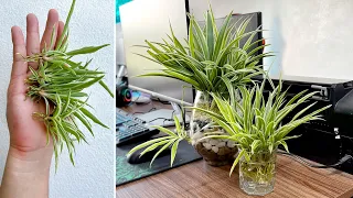 Spider Rope indoor plants, a plant capable of purifying indoor air
