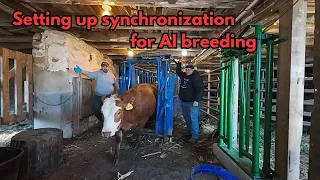 Putting in CIDRs and getting ready for AI breeding!