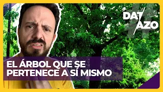 EL ÁRBOL QUE SE PERTENECE A SÍ MISMO y otros árboles curiosos | #DATAZO